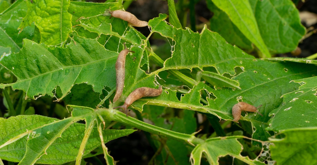 Plants being destroyed by slugs